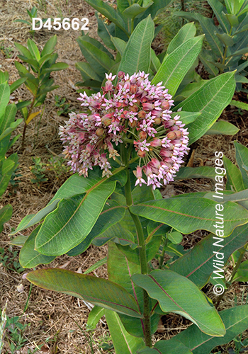 Common Milkweed (Asclepias syriaca)